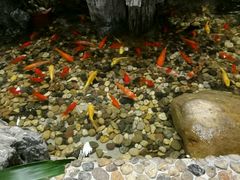 -丰圆轩粤式茶楼 . 点心粤菜(夏茅店)