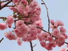 -天适樱花悠乐园