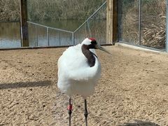 -盐城丹顶鹤湿地生态旅游区