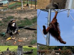 -西霞口神雕山野生动物世界