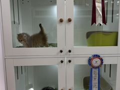 -青奢宠物·青奢猫舍