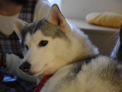 -Husky Go! 哈士奇体验馆·宠物咖啡厅狗咖