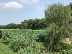 -荷塘月色湿地公园·向阳花洲