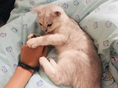 -袖虎·猫馆(体育西路店)