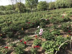 -合肥三国新城遗址公园