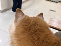 -美联众合动物医院·24h京西诊疗中心