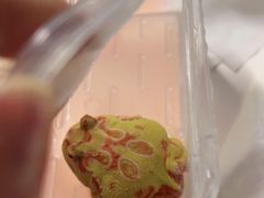 -酷以爬仙阁实体爬宠店·守宫·蜥蜴·专业繁育