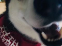 -Husky Go! 哈士奇体验馆·宠物咖啡厅狗咖