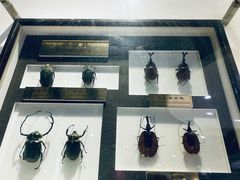 -上海昆虫博物馆