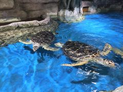 -石家庄极地海洋世界