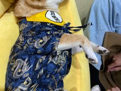 -逗柴咖啡屋·狗咖猫咖宠物桌游