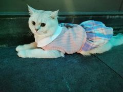 -欣宠猫屋·矮脚拿破仑·蓝金金渐层