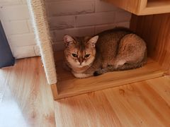 -momokira米努特·德文卷毛猫·棉花面纱犬