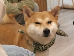 -柴迷FANS CLUB·柴犬狗咖·猫咖