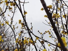 -香雪海