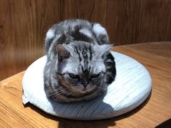 -有猫主题·治愈系猫咖(曾厝垵店)