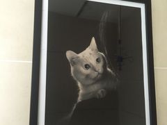 -谐和益家动物医院·免疫绝育·血液透析·宠保定点医院(高新伊藤分院)