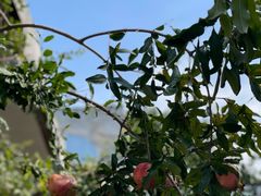 -羊门客在·烤盐池滩羊·川菜