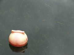 -荔枝公园(福田区)