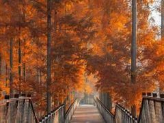 -黄海国家森林公园