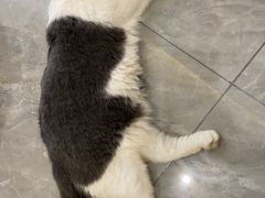 -钦宠·猫咪售卖·洗护·寄养(东圃旗舰店)