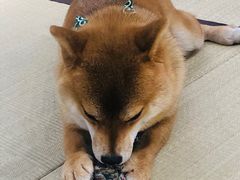 -逗柴咖啡屋·狗咖猫咖宠物桌游