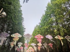 -日照海滨国家森林公园