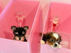 -翊宠yipet猫狗购宠庄园犬舍•猫舍