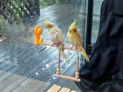-莫多多餐厅