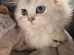 -宠颐生宠物医院·心肾内科·猫专科诊疗中心宠巢店