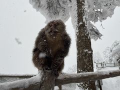 -峨眉山风景名胜区