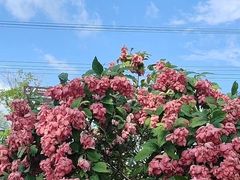 -王借岗森林公园