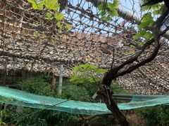 -北京呀路古热带植物园