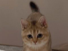-babydoll猫舍·米努特·德文·缅因(久光中心店)