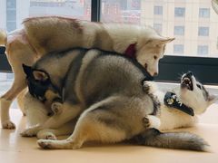 -Husky Go! 哈士奇体验馆·宠物咖啡厅狗咖