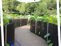 -陈家山荷花公园