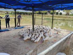 -武汉紫薇都市田园