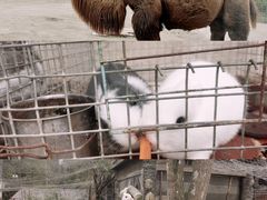 -都江堰玫瑰花溪谷