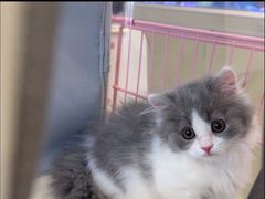 -翊宠yipet猫狗购宠庄园犬舍•猫舍