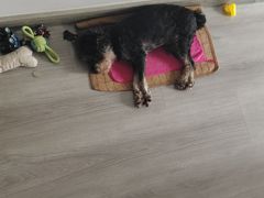 -鲜芋仙(高新万达广场店)