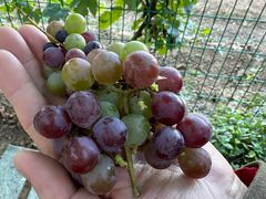 -北京张裕爱斐堡酒庄