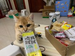 -lincat·猫舍(广州店)