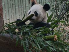 -成都动物园