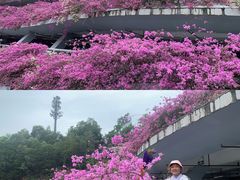 -深圳仙湖植物园