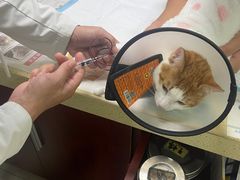 -艾贝尔宠物诊疗