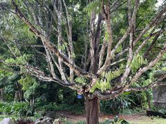 -中国科学院西双版纳热带植物园