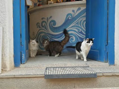 android_upload_pic-Anne猫窝咖啡屋