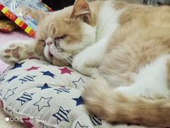 -三花喵·撸猫购宠·宠物生活馆(虹桥南丰城店)
