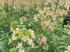 -中国天府农业博览园