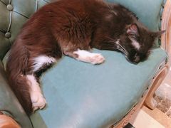 -猫色咖啡·猫咖